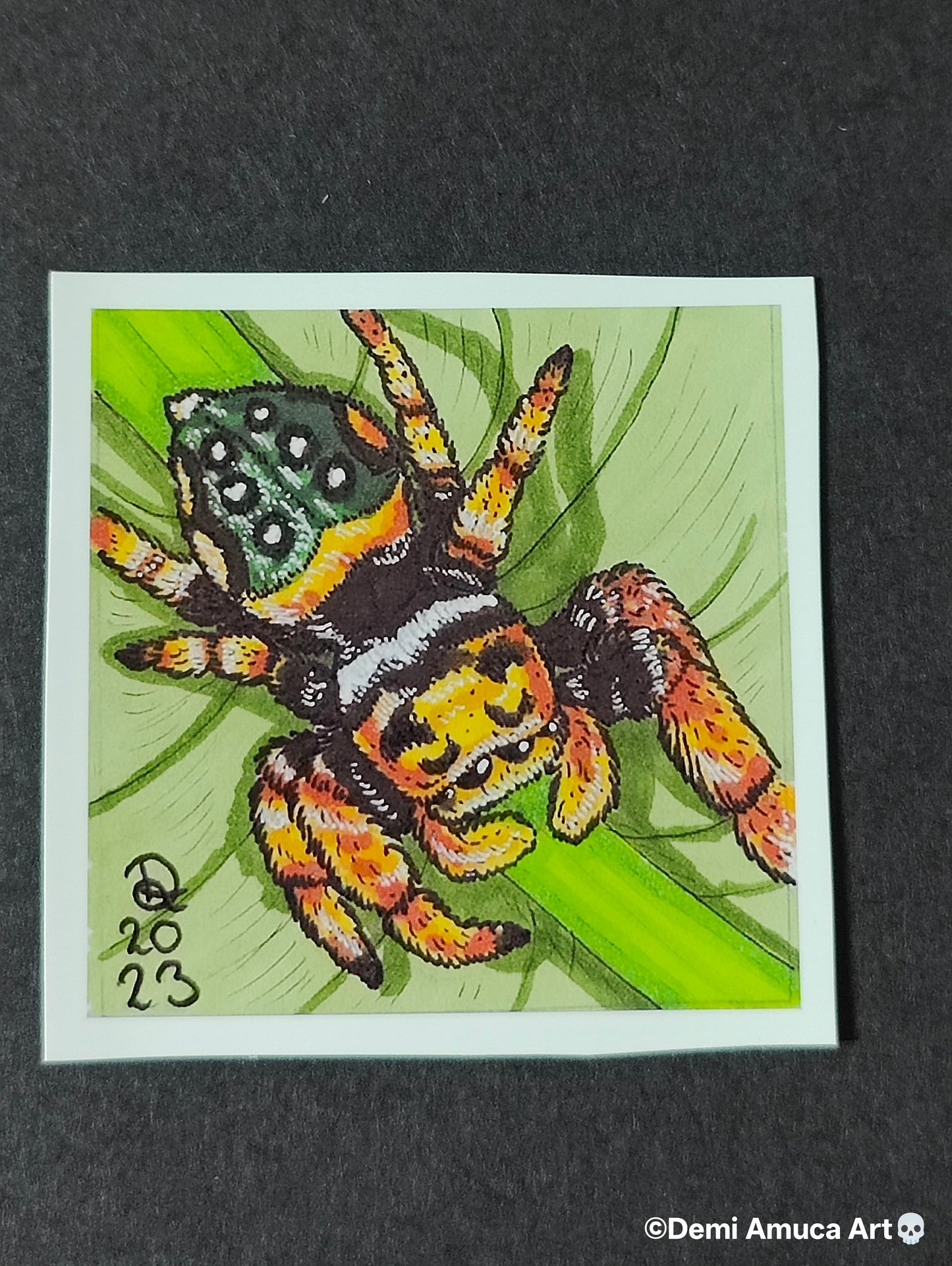 Sticker Jumping Spider