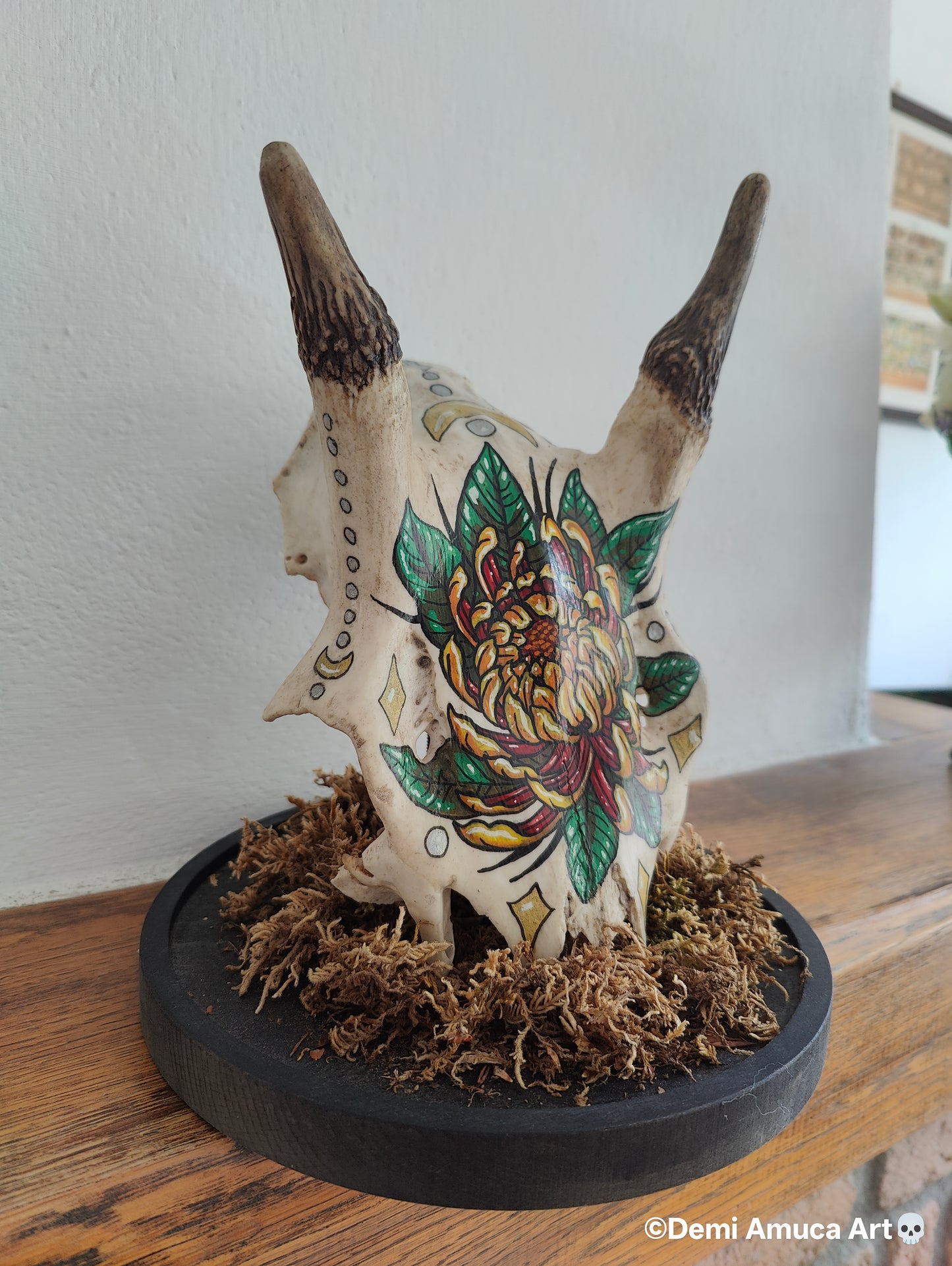 Real big grazer skull (no shipping)