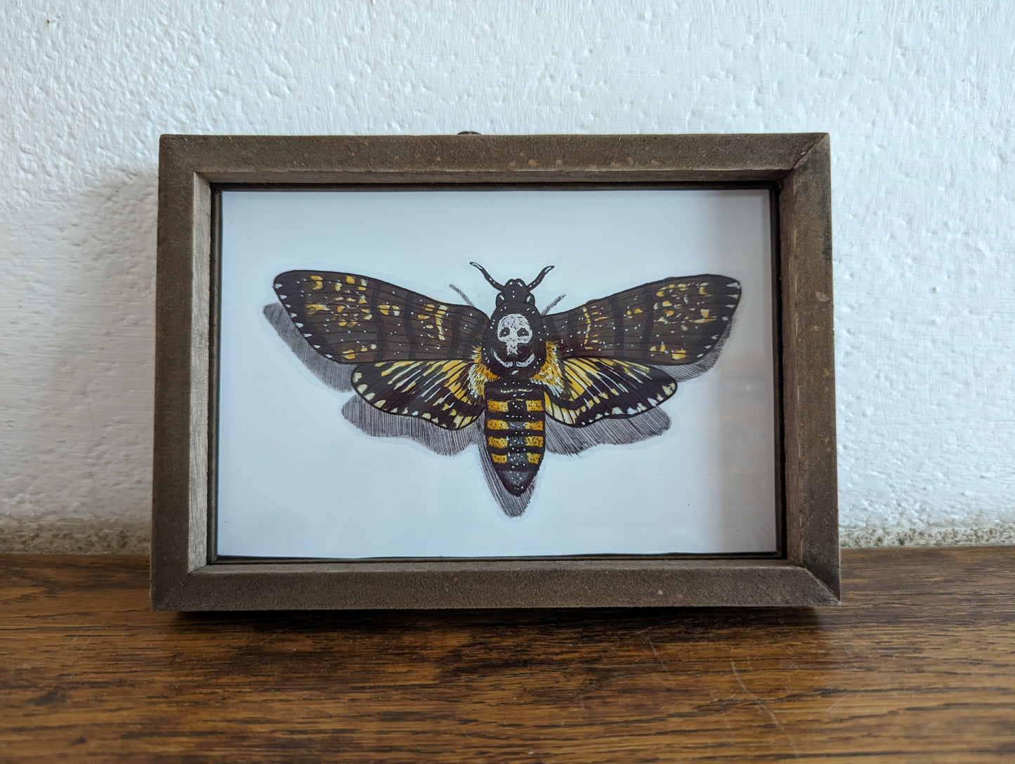 Framed Art Print Death's head hawk moth