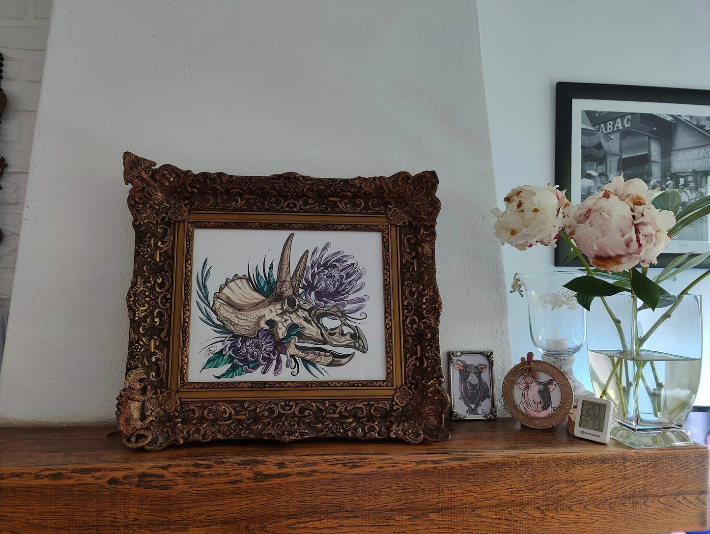 Framed Original Triceratops Skull (No Shipping)