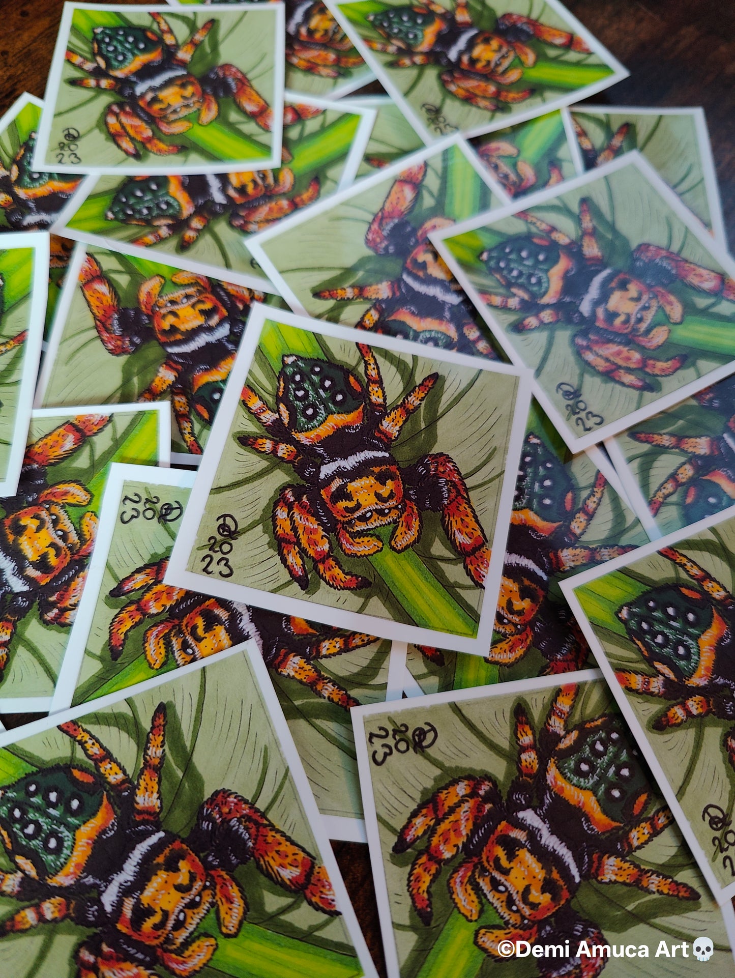 Sticker Jumping Spider