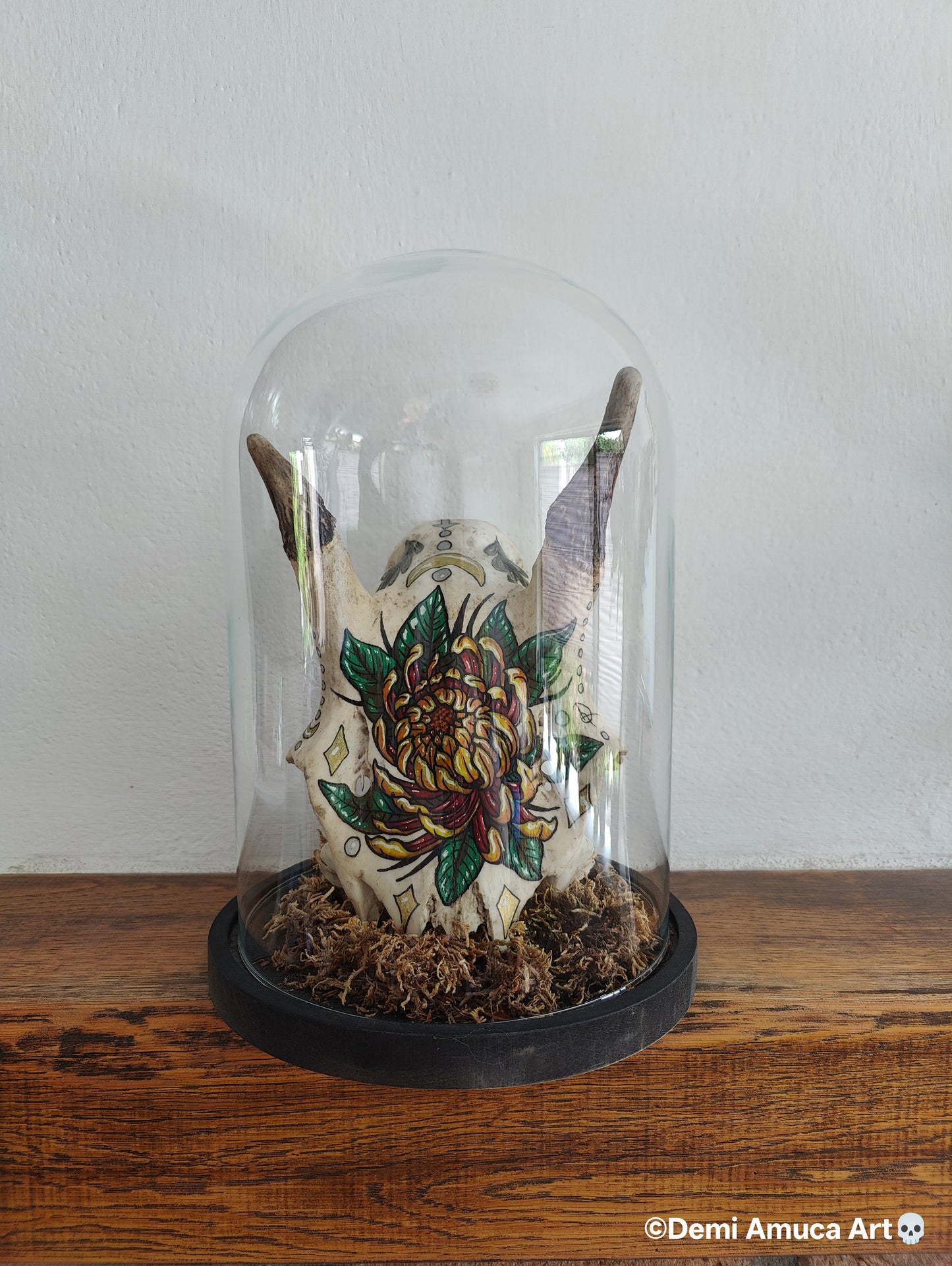 Real big grazer skull (no shipping)