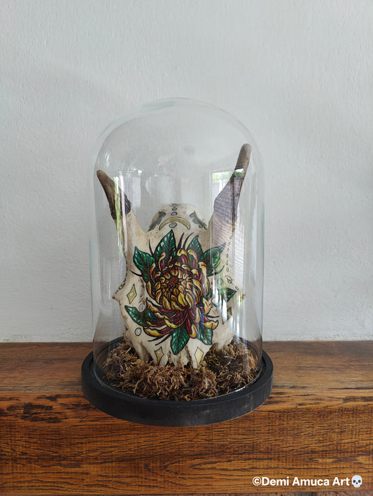 Real big grazer skull (no shipping)