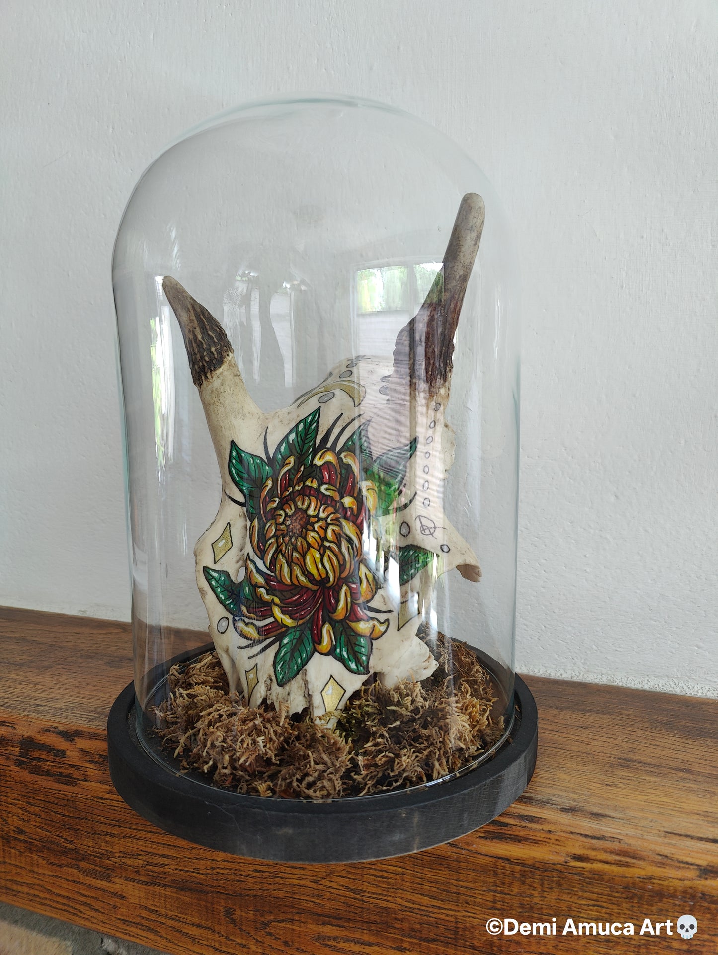 Real big grazer skull (no shipping)