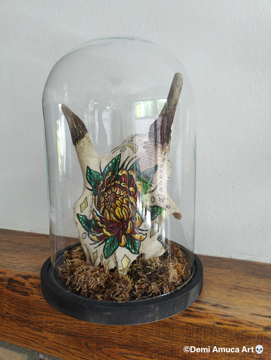 Real big grazer skull (no shipping)