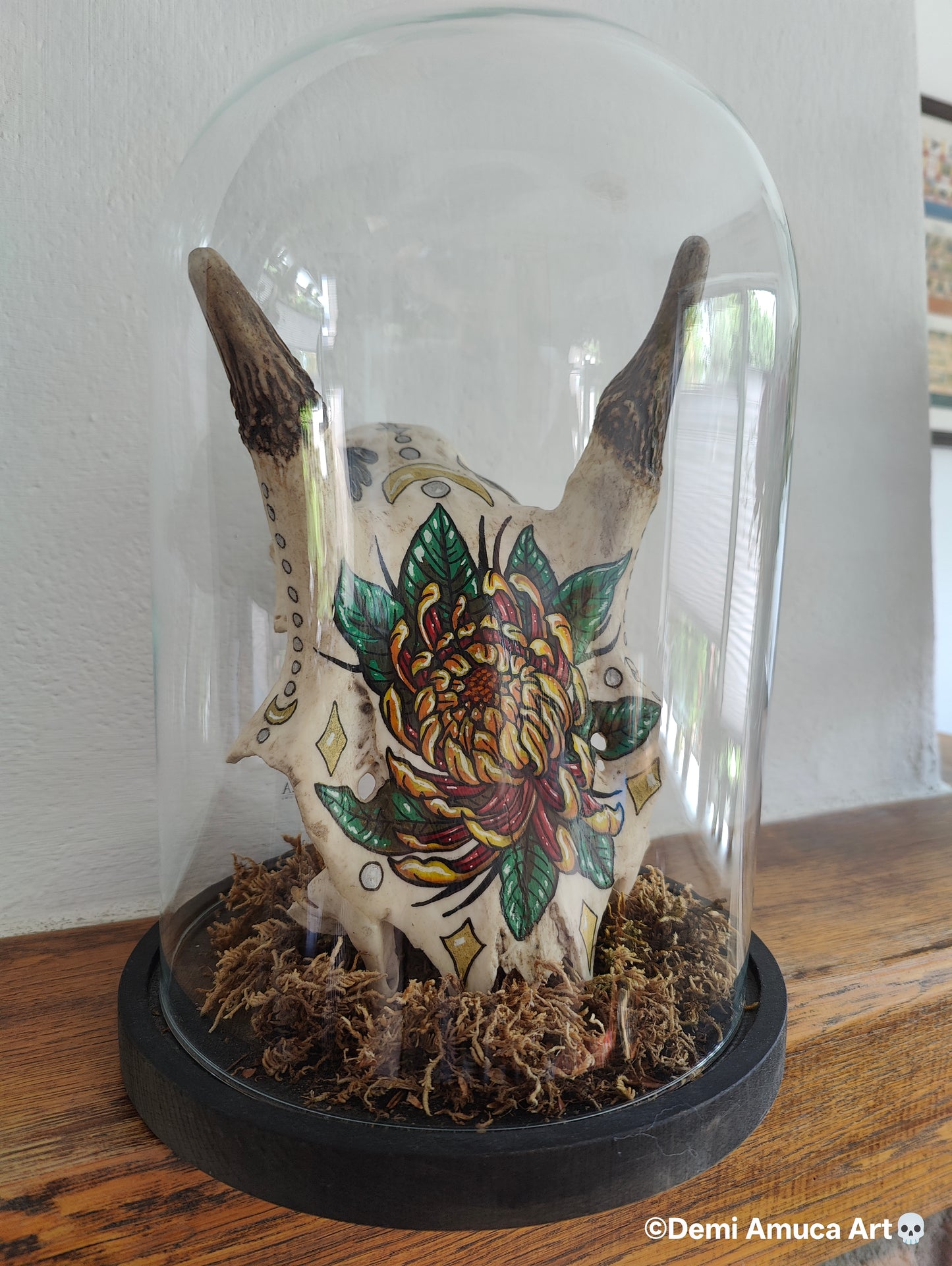 Real big grazer skull (no shipping)