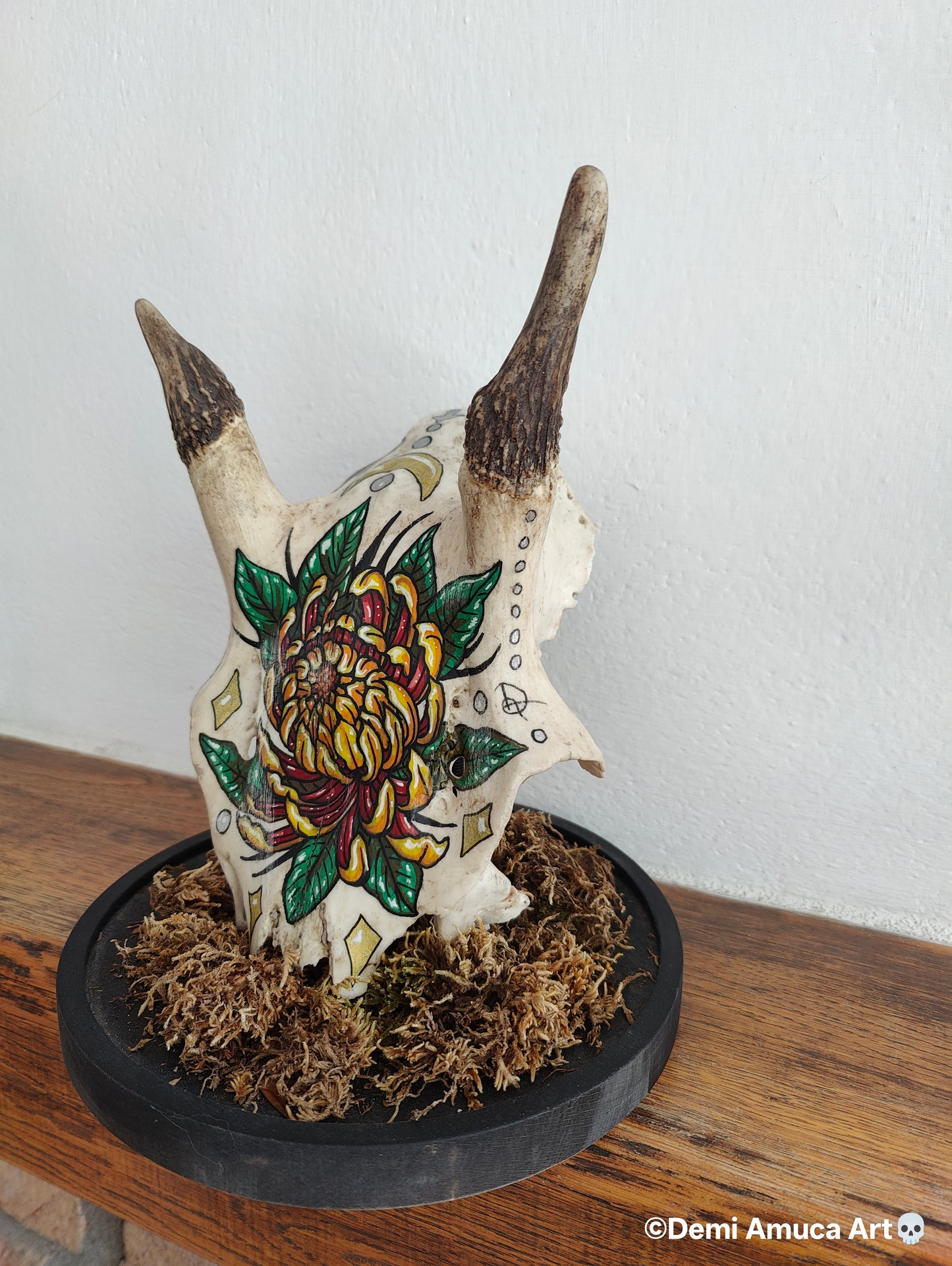 Real big grazer skull (no shipping)