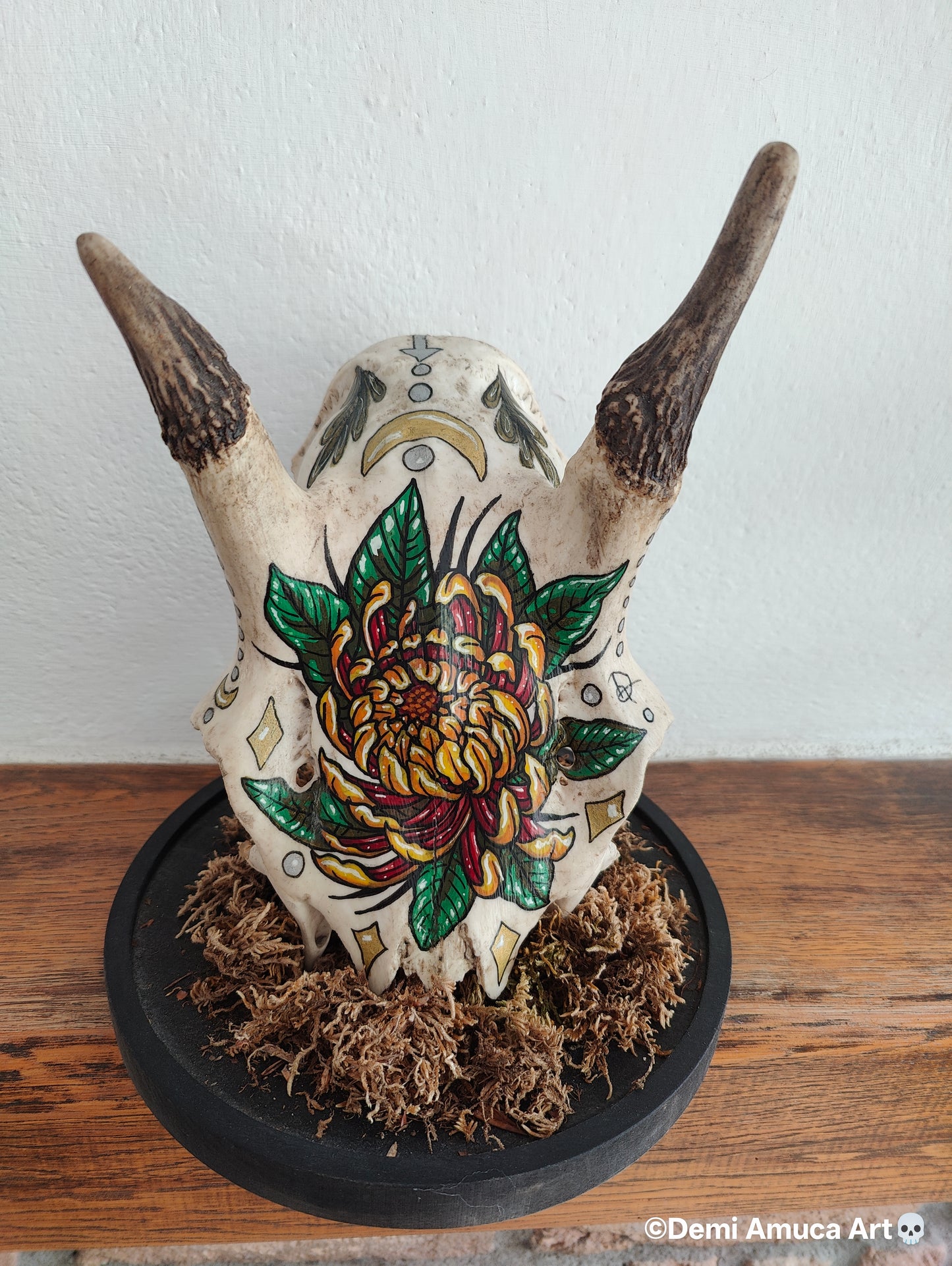 Real big grazer skull (no shipping)