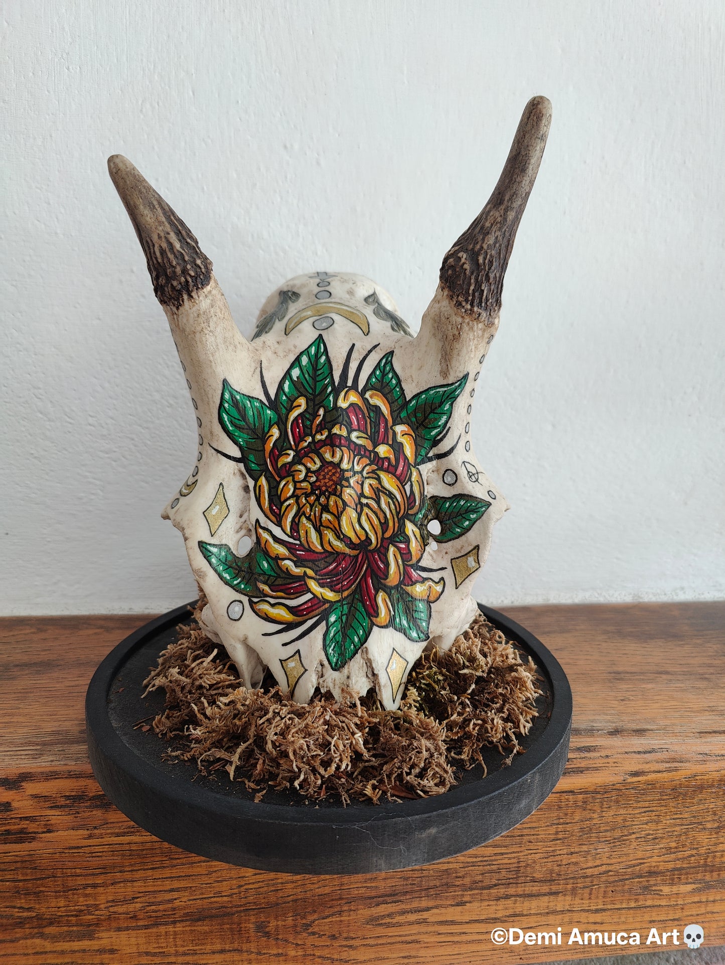 Real big grazer skull (no shipping)