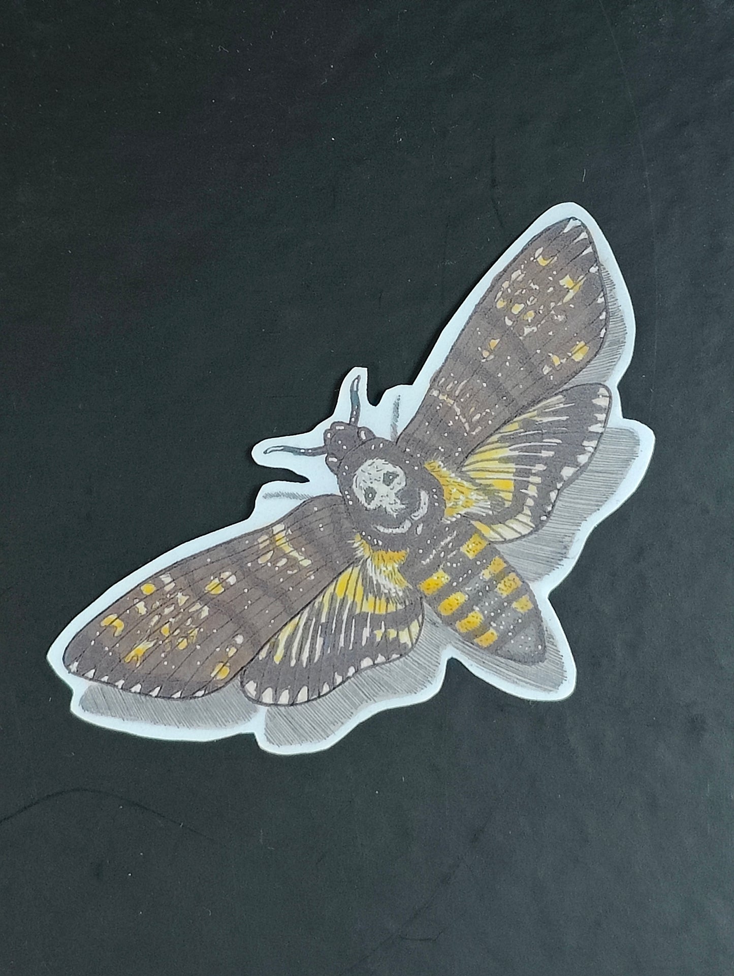 Sticker Death's head hawk moth