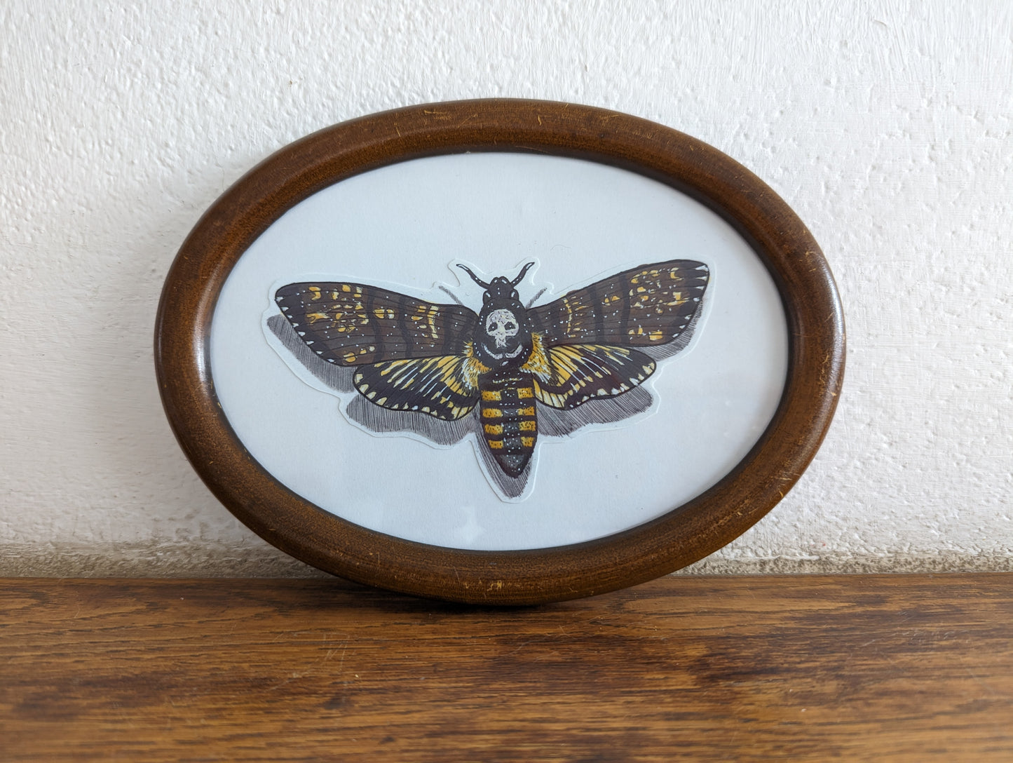 Framed Art Print Death's head hawk moth