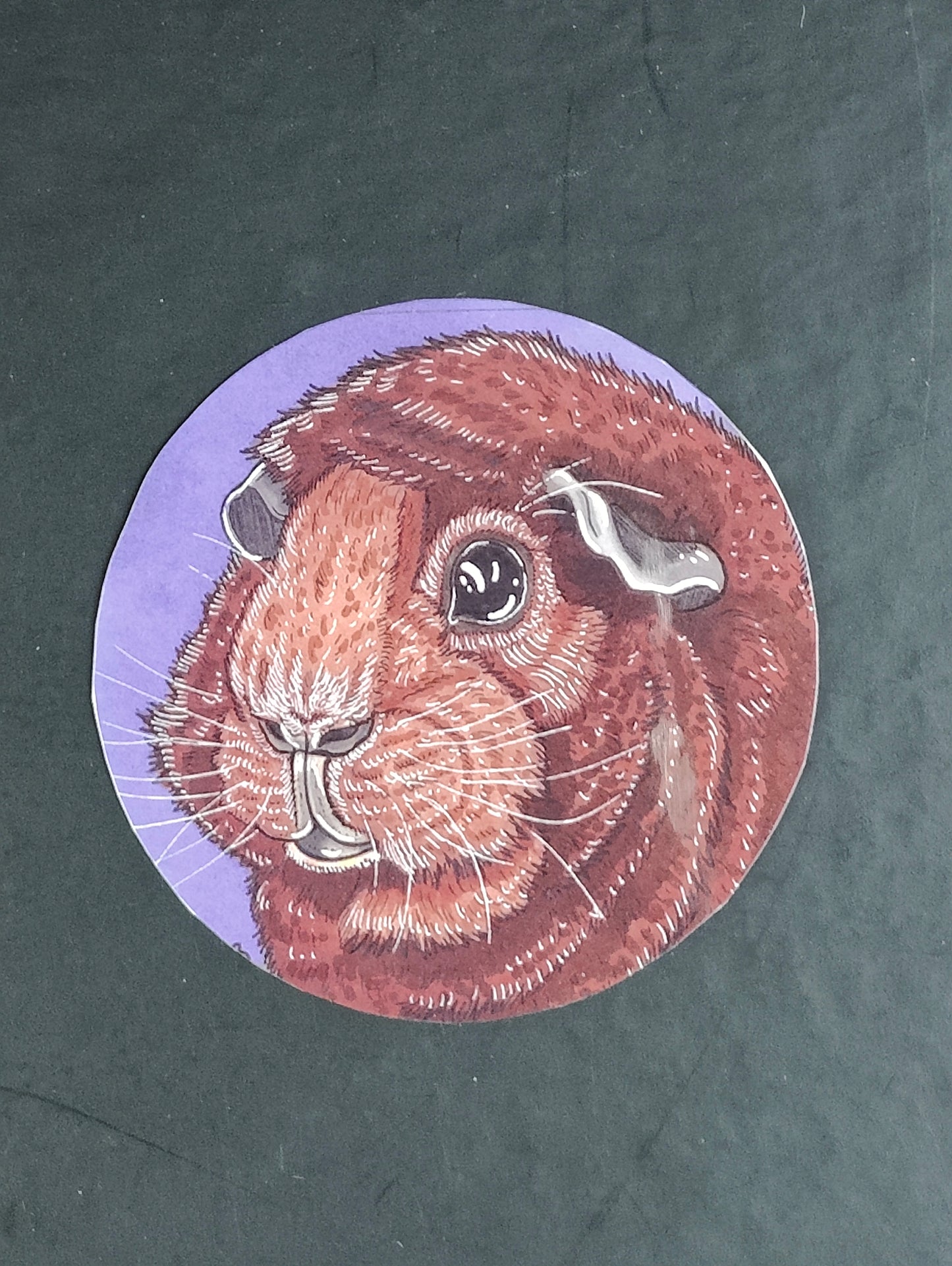 Sticker Guineapig