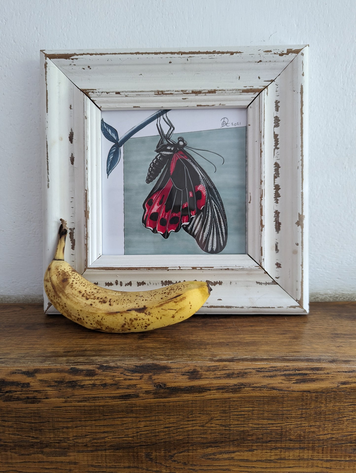 Framed Original Butterfly (No Shipping)