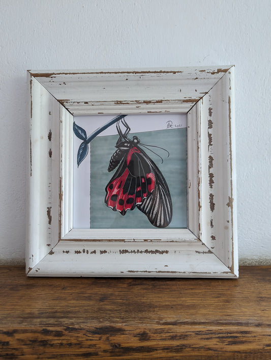 Framed Original Butterfly (No Shipping)