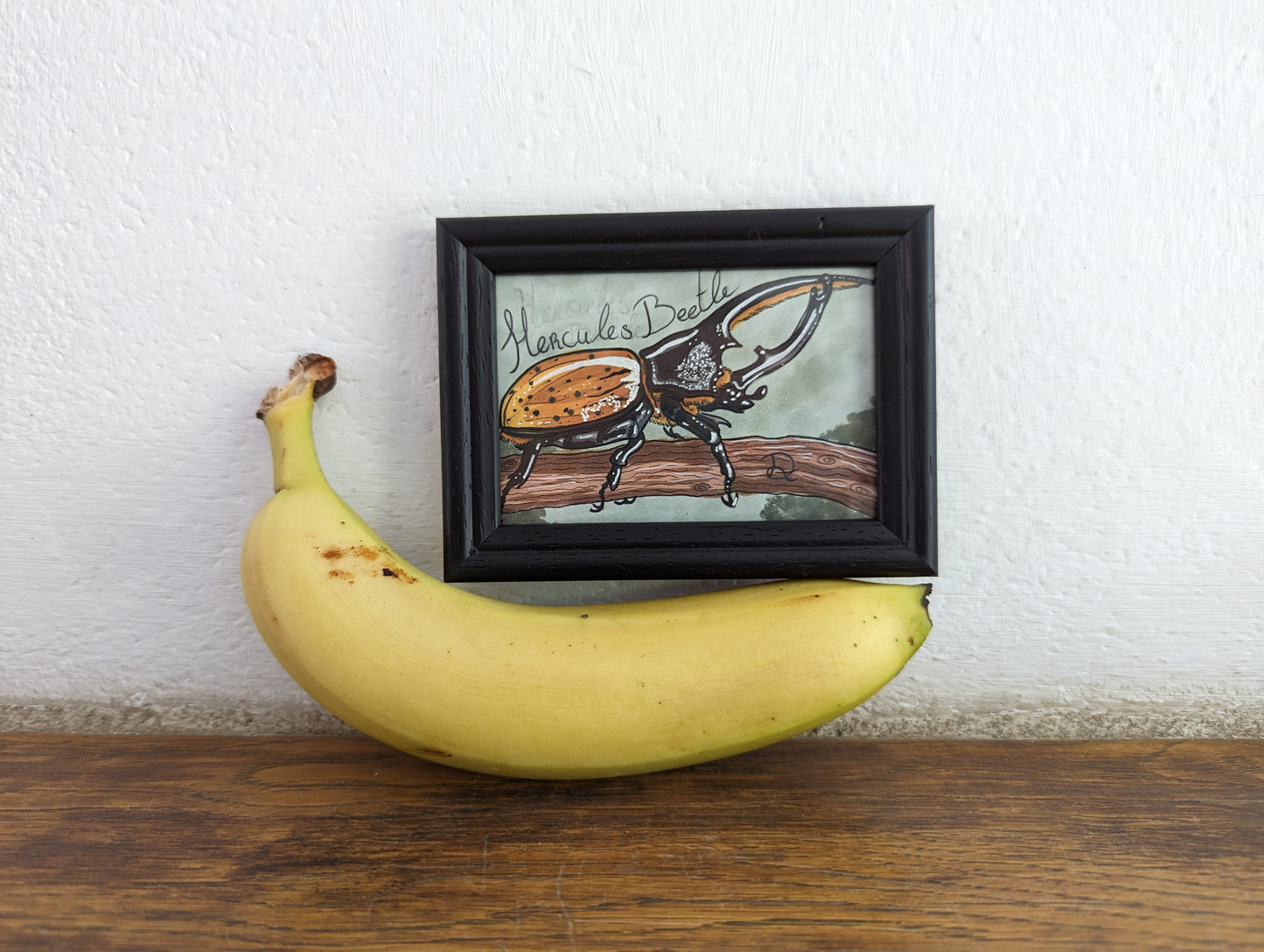 Framed Original Hercules Beetle