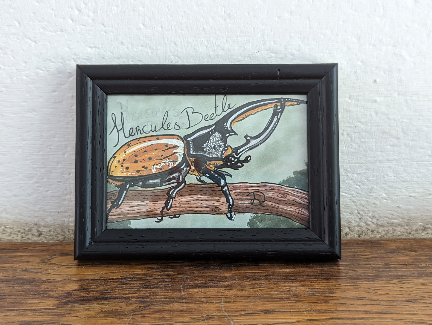 Framed Original Hercules Beetle